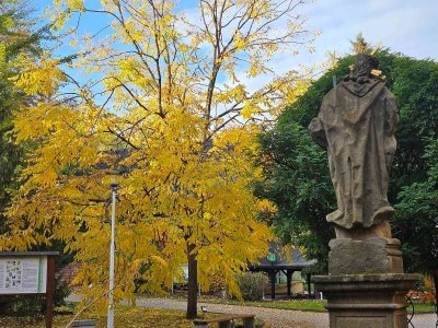 Gymnocladus dioica..
